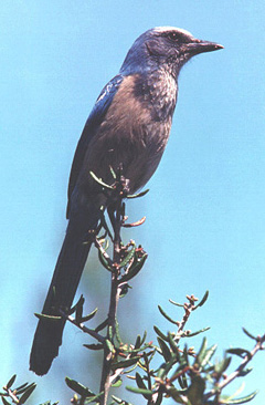Florida Scrub Jay